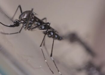 Dengue hemorrágica: conheça a forma mais perigosa da doença