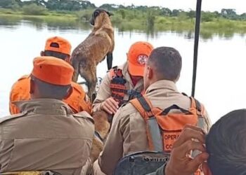 Cão farejador do Corpo de Bombeiros Militar reacende esperança na busca por menino indígena Bruno Karajá