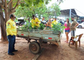 Distribuição de mudas nativas do Cerrado pela APA Lago de Palmas  marca o fim de semana em Luzimangues