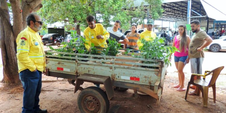 Distribuição de mudas nativas do Cerrado pela APA Lago de Palmas  marca o fim de semana em Luzimangues