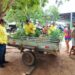 Distribuição de mudas nativas do Cerrado pela APA Lago de Palmas  marca o fim de semana em Luzimangues