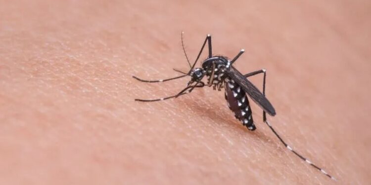 É dengue ou gripe? Saiba como diferenciar os sintomas das doenças
