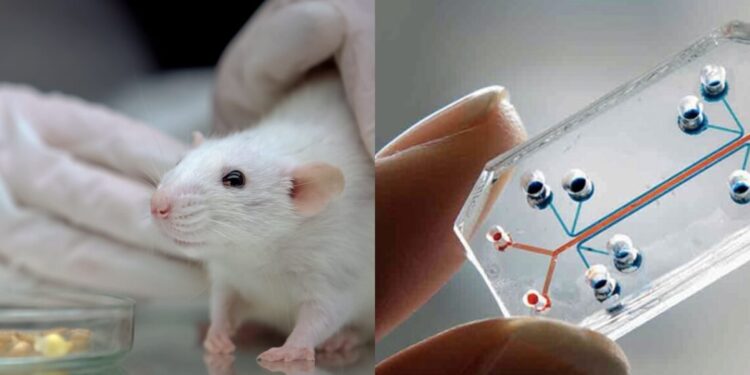 Órgão humano em chip acelera testes de remédios e substitui uso de animais