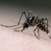 É dengue ou Covid? Veja diferenças entre os sintomas das doenças