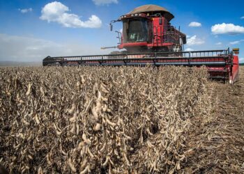 Colheita de soja chega a 30% da área semeada, afirmam consultorias