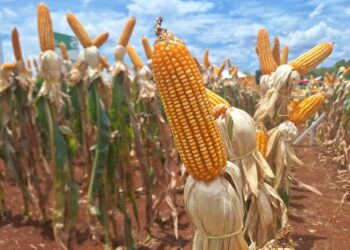 Preços do milho mostram estabilidade em fevereiro, diz Cepea