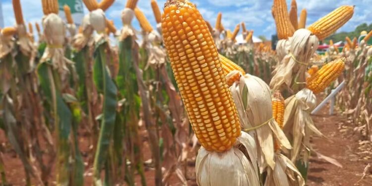 Preços do milho mostram estabilidade em fevereiro, diz Cepea