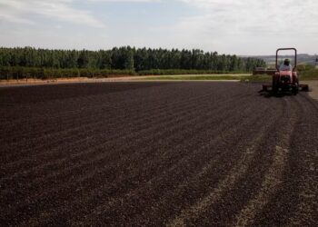 Cerca de 28 milhões de hectares de pastagens podem virar áreas agrícolas
