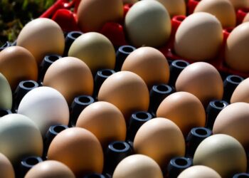 Preços dos ovos atingem maiores valores desde julho de 2023