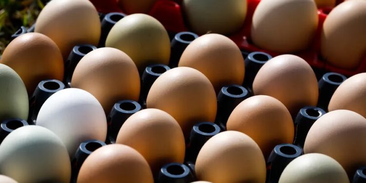 Preços dos ovos atingem maiores valores desde julho de 2023