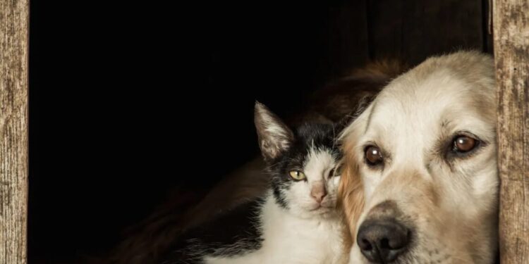 Conselho Nacional aprova projeto de canis e gatis em presídios para ressocialização