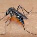 Ministério da Saúde espera pico da dengue em meses diferentes nos estados; ações emergenciais devem ir até abril