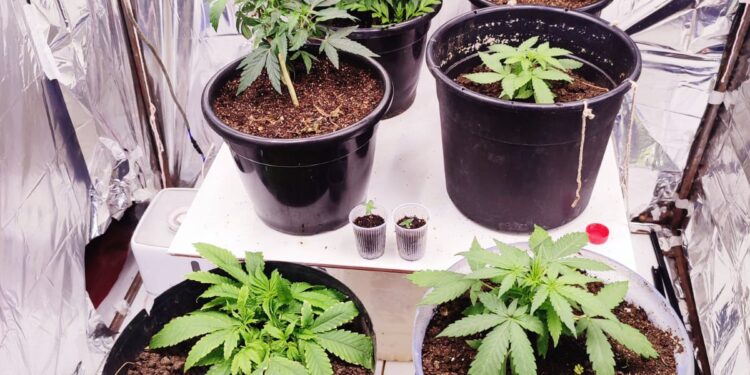 Polícia Militar localiza e fecha laboratório de plantio e distribuição de substâncias entorpecentes em Dianópolis