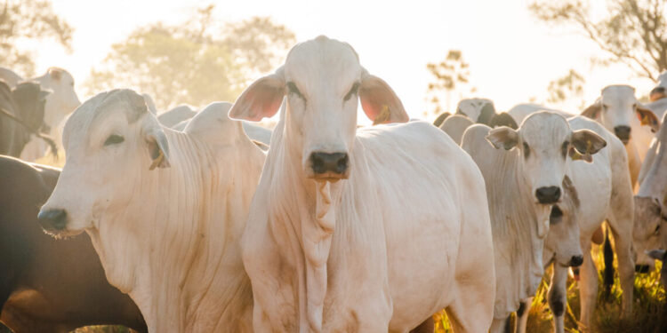 Tocantins recebe reconhecimento nacional de livre de febre aftosa sem vacinação