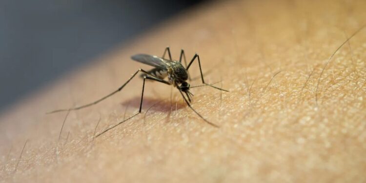 Cidade de São Paulo supera 100 mil casos de dengue em 2024