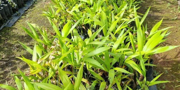 Serão entregues 150 mudas de árvores nativas do Cerrado, sendo 100 de açaí, 20 de ingá e 30 de ipê - Foto: Divulgação/Naturatins