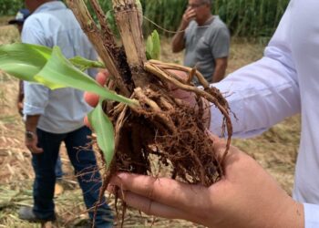 O Governo do Tocantins promoveu dia de campo no município de Itacajá, abordando a renovação de pastagens por meio do consórcio com sorgão gigante para silagem