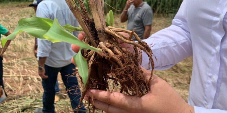 O Governo do Tocantins promoveu dia de campo no município de Itacajá, abordando a renovação de pastagens por meio do consórcio com sorgão gigante para silagem