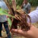 O Governo do Tocantins promoveu dia de campo no município de Itacajá, abordando a renovação de pastagens por meio do consórcio com sorgão gigante para silagem