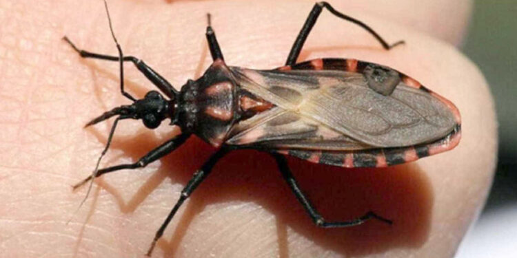 SES-TO alerta a população para a prevenção e combate à Doença de Chagas