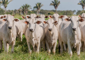 Tocantins conclui estudo e comprova ausência de circulação viral de febre aftosa