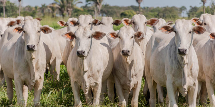 Tocantins conclui estudo e comprova ausência de circulação viral de febre aftosa