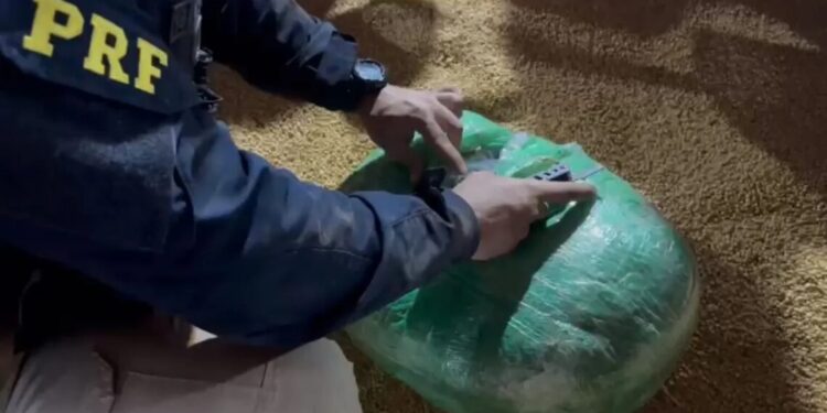 Homem é preso com 6 toneladas de maconha em caminhão carregado de soja