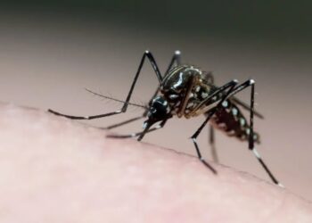 O mosquito Aedes aegypti é o transmissor do vírus da dengue Joao Paulo Burini/Getty Images