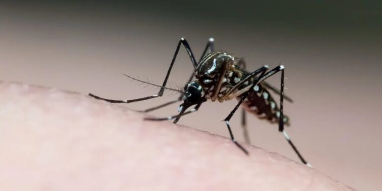Brasil se aproxima de 1.400 mortes por dengue em 2024