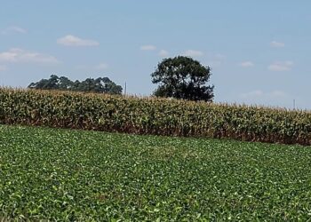 “Brasil pode ter ganhos na transição climática, mas precisa criar condições para reduzir os efeitos do aquecimento global', diz pesquisador — Foto: Denise Saueressig