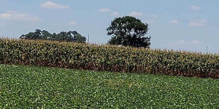 Sem ação contra mudanças do clima, cadeia da soja terá perdas de até 60%