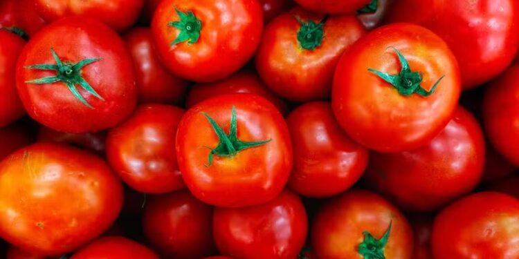 Por que o preço do tomate aumentou? O campo ajuda a explicar os motivos