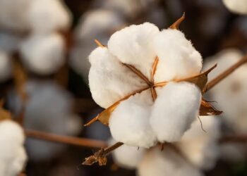 Avanço de área pode garantir produção recorde de algodão no Brasil nesta safra