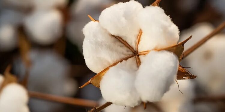 Avanço de área pode garantir produção recorde de algodão no Brasil nesta safra
