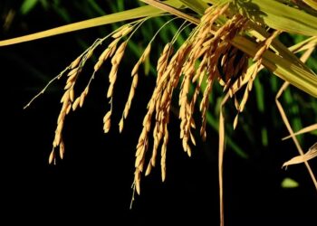 Preços do arroz se recuperam na primeira quinzena de abril