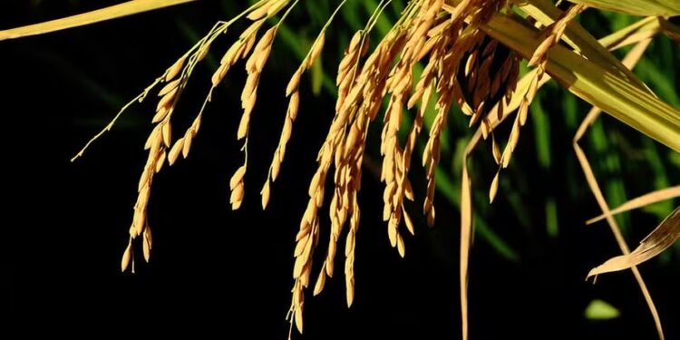 Preços do arroz se recuperam na primeira quinzena de abril