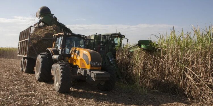 Safra de cana termina com recorde de produção de açúcar e etanol anidro