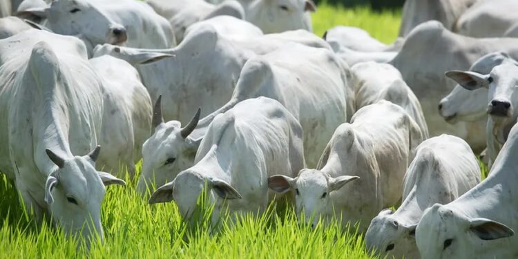 Preço do boi gordo fica quase estável, com viés positivo
