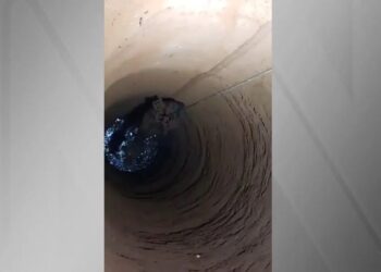 Bezerro é resgatado de cisterna de 25 metros em Ituiutaba (MG); veja vídeo Divulgação/Bombeiros MG