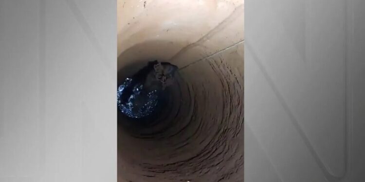 Bezerro é resgatado de cisterna de 25 metros em Ituiutaba (MG)