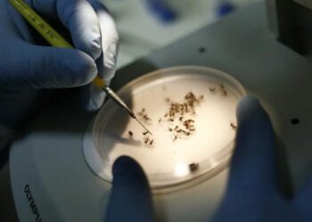 Amostras do mosquito Aedes aegypti, transmissor da dengue Laboratório Central de Saúde Pública Noel Nutels (Lacen-RJ)