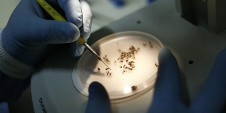 Brasil contabiliza cerca de 1.600 mortes por dengue em 2024; número é o mais alto desde o ano 2000