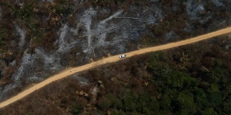 Em preparação para COP30, Pará registra em março queda de 59% nos alertas de desmatamento