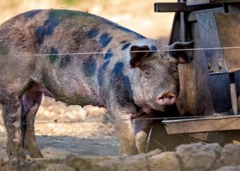 Peste suína no Piauí preocupa maior associação de criadores do país