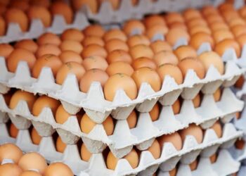 Preços dos ovos caem com força, informa Cepea