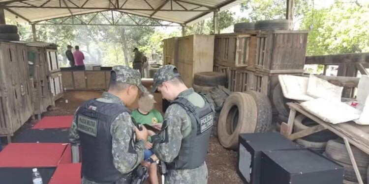 Seis suspeitos de praticar rinha de galo são presos e multados em quase R$ 100 mil