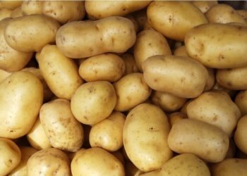 Oferta de batata se mantém estável em abril e preços recuam pouco