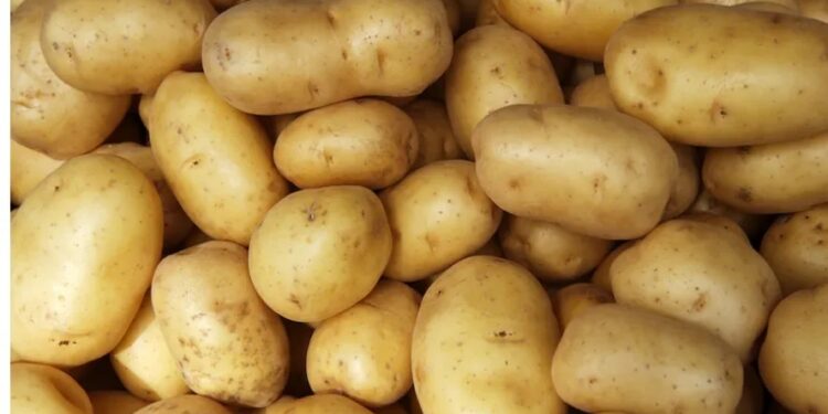 Oferta de batata se mantém estável em abril e preços recuam pouco