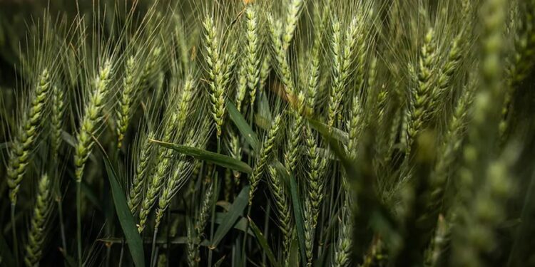 Negócios de trigo seguem lentos na entressafra, informa Cepea