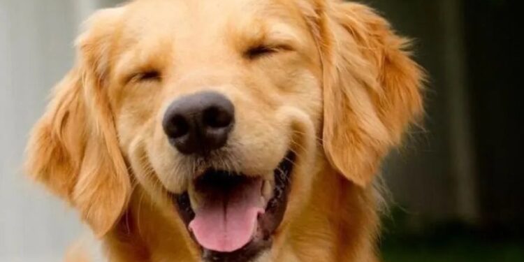 Cachorro é entregue morto a tutor após ser transportado por companhia aérea